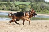 BERGER ALLEMAND 671